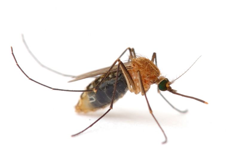Common Fly And Mosquito Problems Around Homes