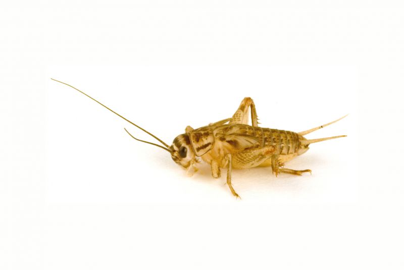 Cricket Prevention in Fort Worth, TX