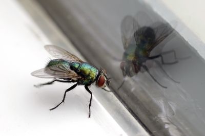 Fly Treatment