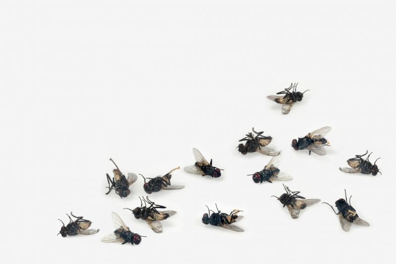 Fly Treatment