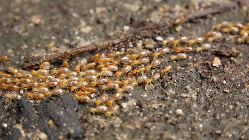 Termite Swarm