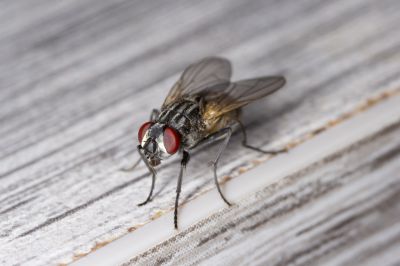 How Flies Impact Customer Experience