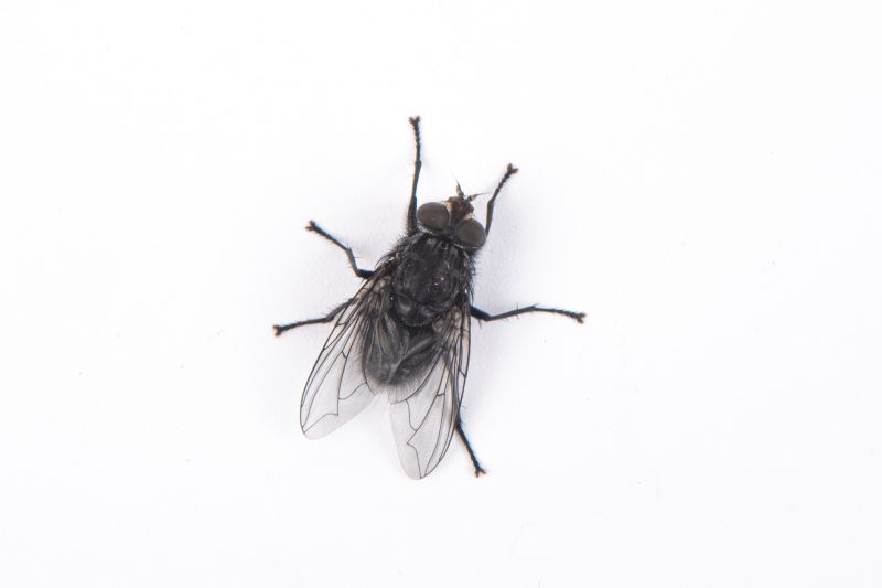 Products For Fly Treatments in use