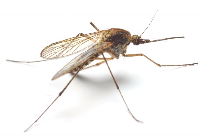 Seasonal Mosquito And Fly Control For Commercial Locations