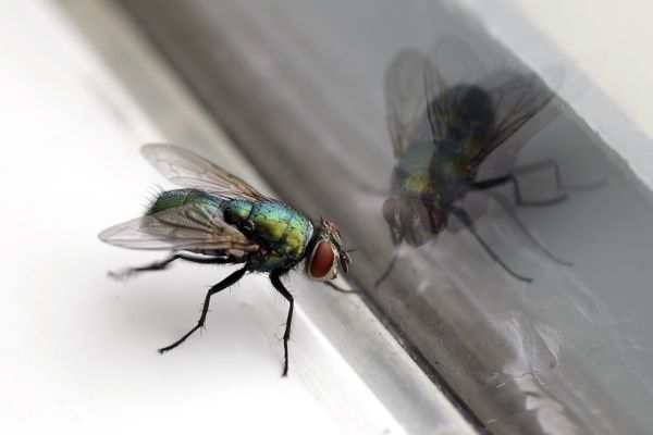 Grow your Fly Treatment business